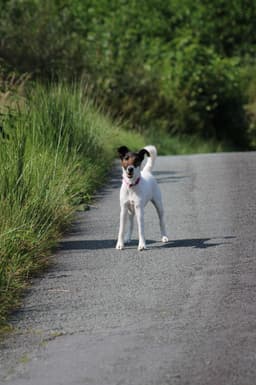 🐶✨ Bella – Chief Morale Officer