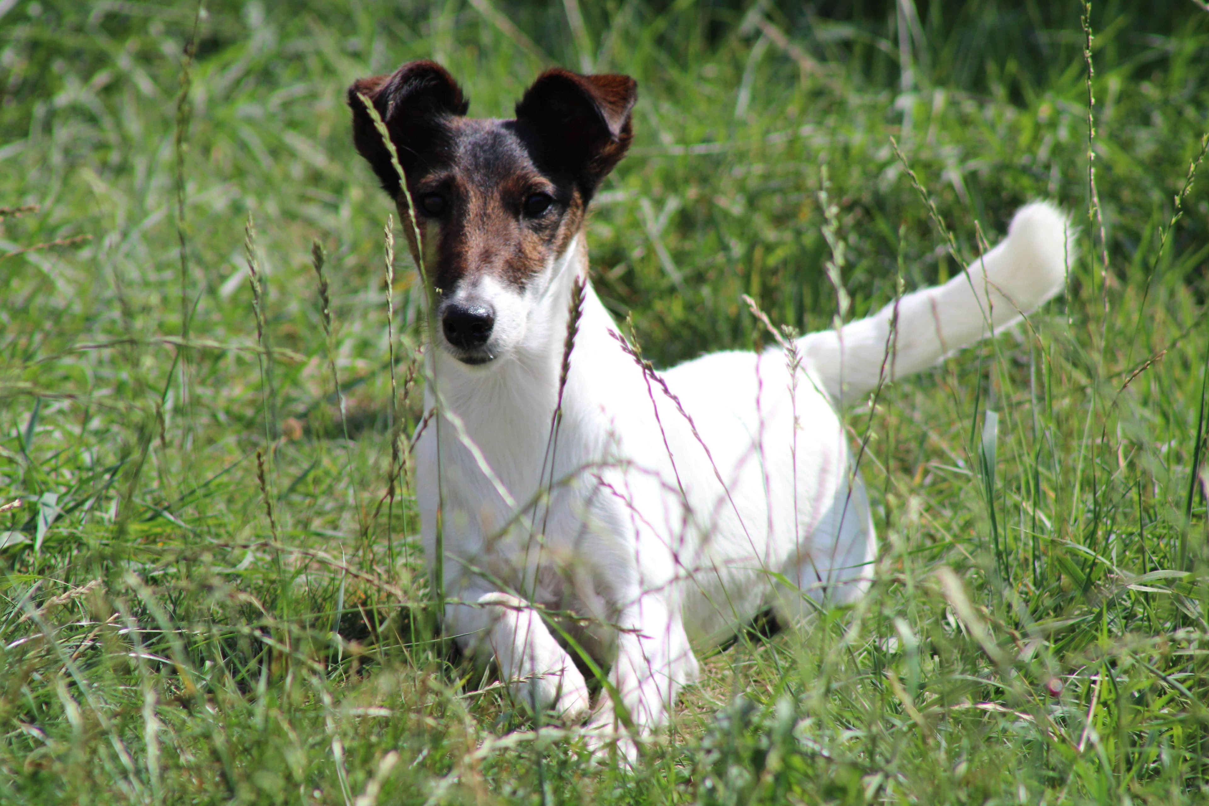 Bella - Our Story