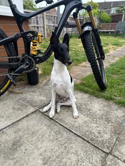 🐾 Miles – Trail Blazer in Spirit